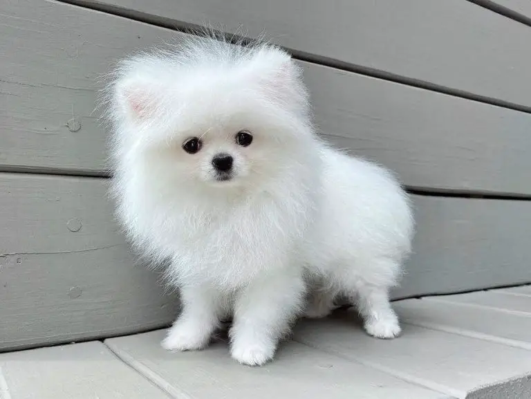 15 Photos Of Adorable Pomeranian Puppies That Make Everyone's Heart ...