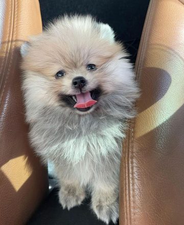 15 Photos Of Adorable Pomeranian Puppies That Make Everyone's Heart ...