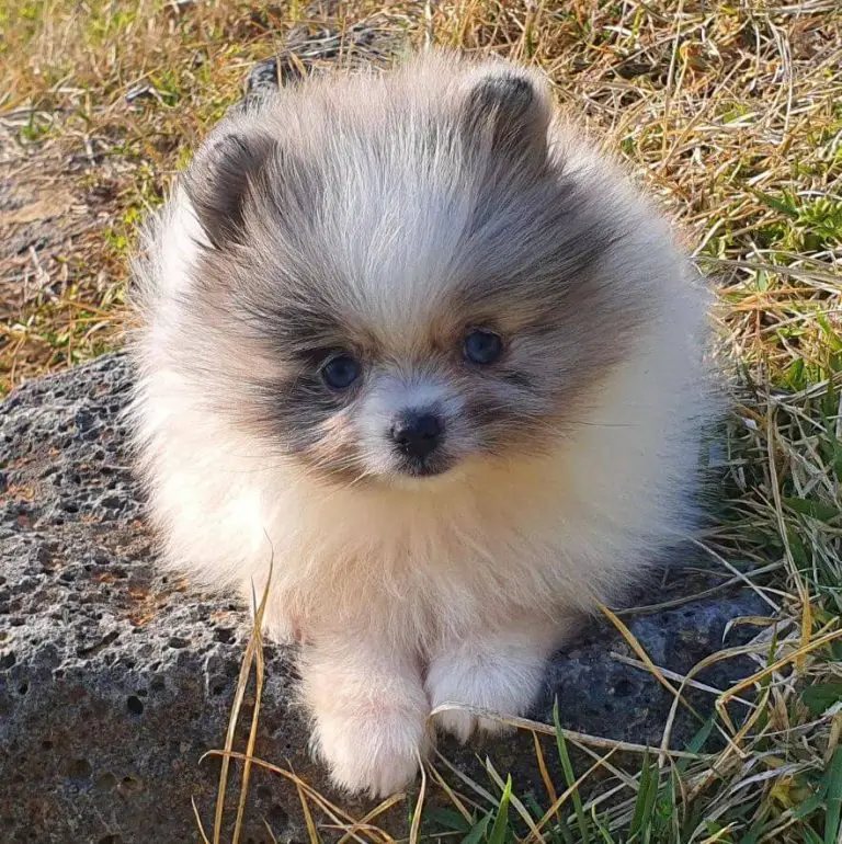 15 Photos Of Adorable Pomeranian Puppies That Make Everyone's Heart
