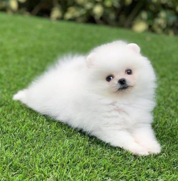 15 Photos Of Adorable Pomeranian Puppies That Make Everyone's Heart ...