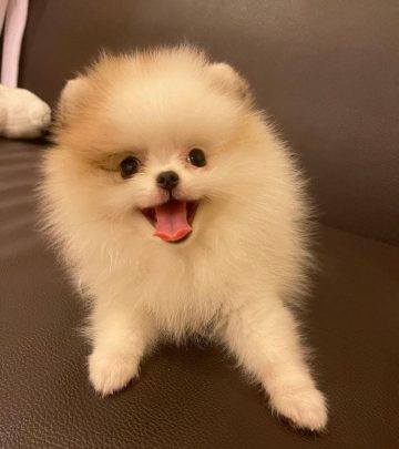 15 Photos Of Adorable Pomeranian Puppies That Make Everyone's Heart ...