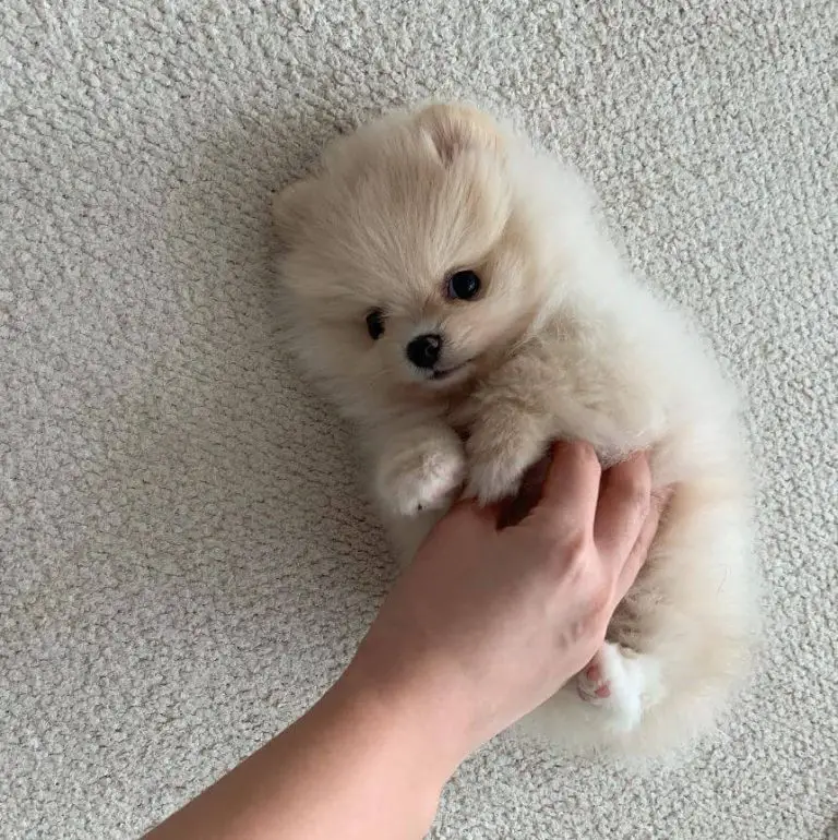 15 Photos Of Adorable Pomeranian Puppies That Make Everyone's Heart