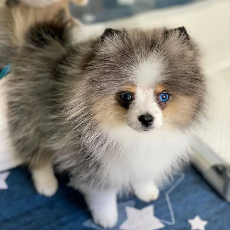 15 Photos Of Adorable Pomeranian Puppies That Make Everyone S Heart Melt