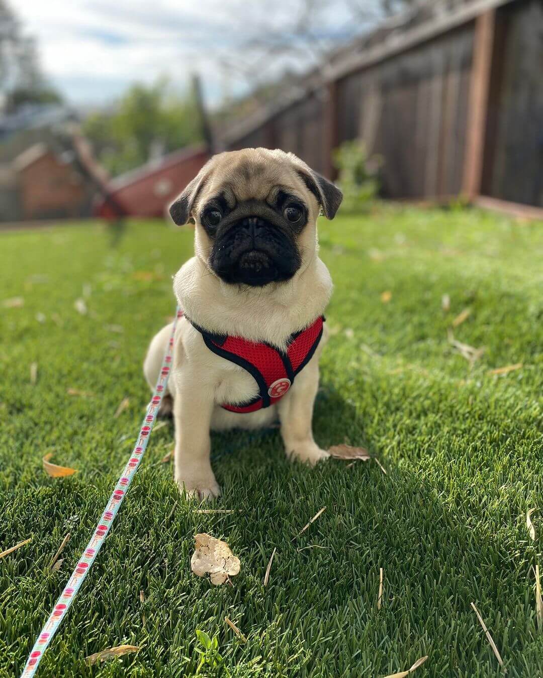 15 Adorable Photos Of Pug Puppies With Pure Beauty