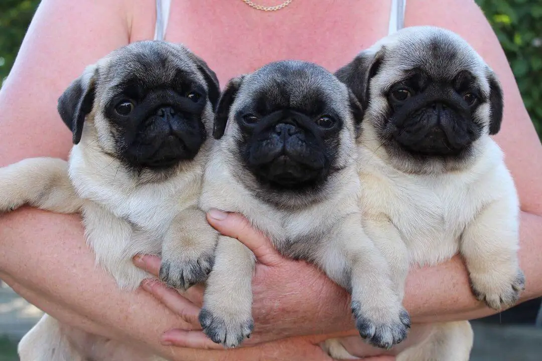 15 Adorable Photos Of Pug Puppies With Pure Beauty - ilovedogscute.com