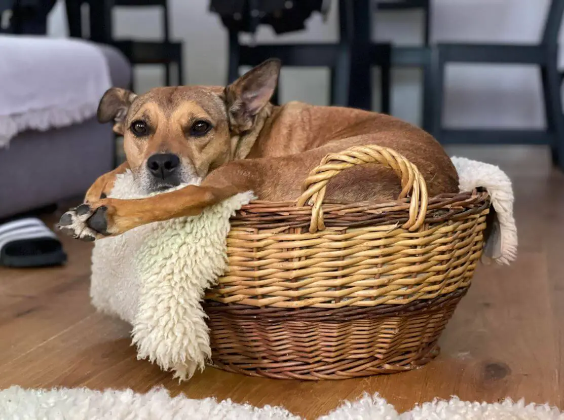 15 Hilarious Pictures Of Dogs Who Just Love To Sleep In Laundry Baskets