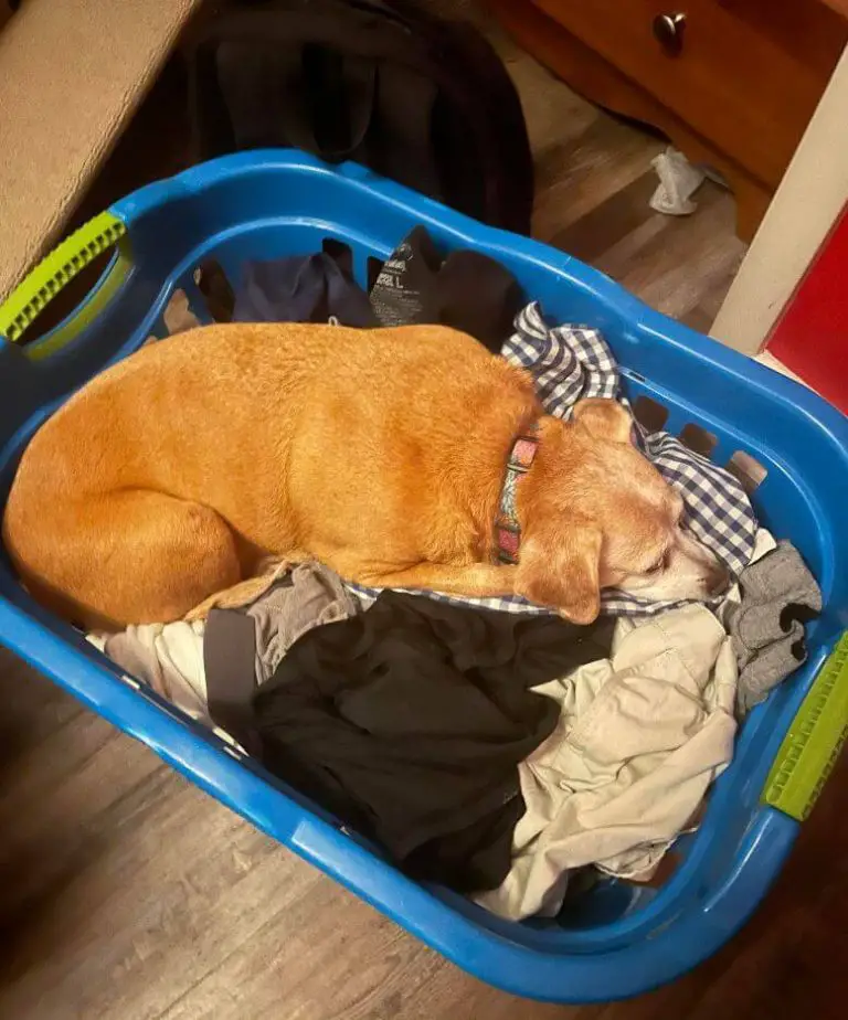 15 Hilarious Pictures Of Dogs Who Just Love To Sleep In Laundry Baskets
