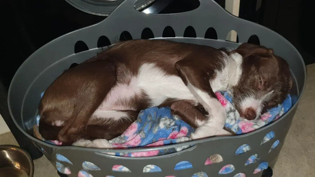 15 Hilarious Pictures Of Dogs Who Just Love To Sleep In Laundry Baskets ...