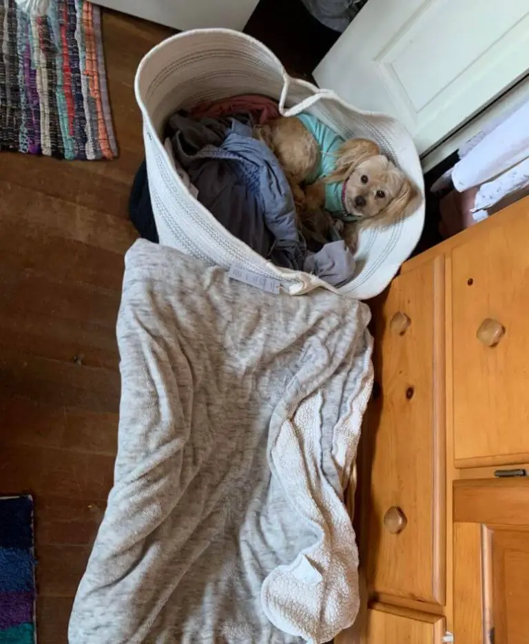 15 Hilarious Pictures Of Dogs Who Just Love To Sleep In Laundry Baskets