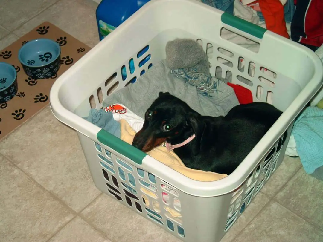 15 Hilarious Pictures Of Dogs Who Just Love To Sleep In Laundry Baskets ...