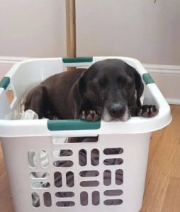 15 Hilarious Pictures Of Dogs Who Just Love To Sleep In Laundry Baskets ...