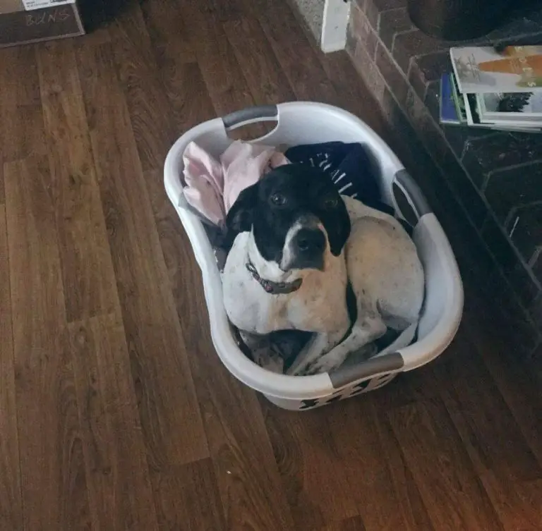 15 Hilarious Pictures Of Dogs Who Just Love To Sleep In Laundry Baskets