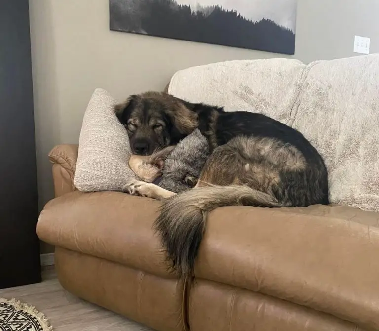 15 Adorable Pictures Of Dogs In The Sleepy Dog Challenge