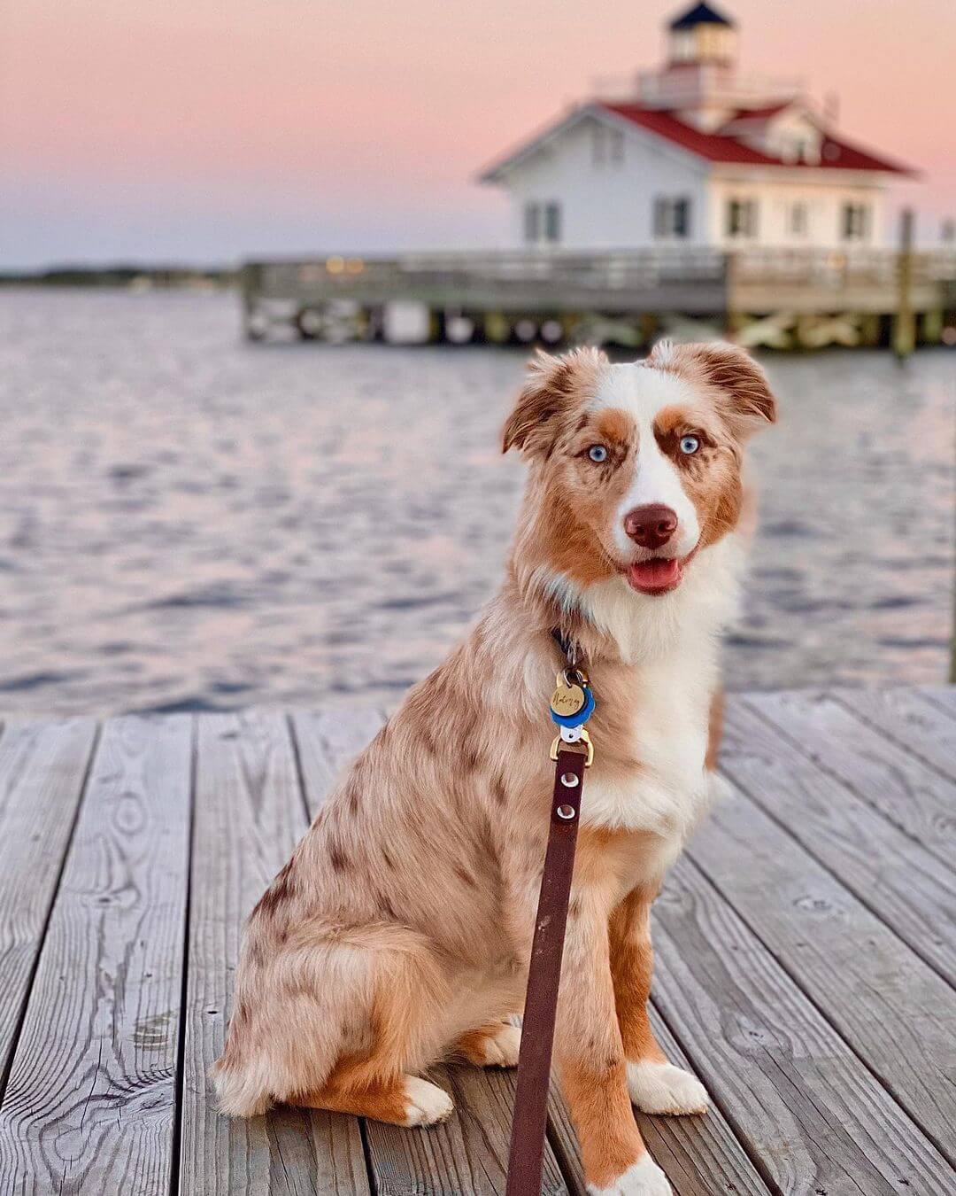 Top 15 Smartest Dog Breeds