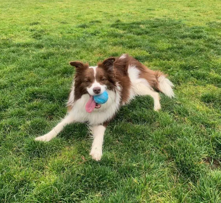 Top 15 Smartest Dog Breeds