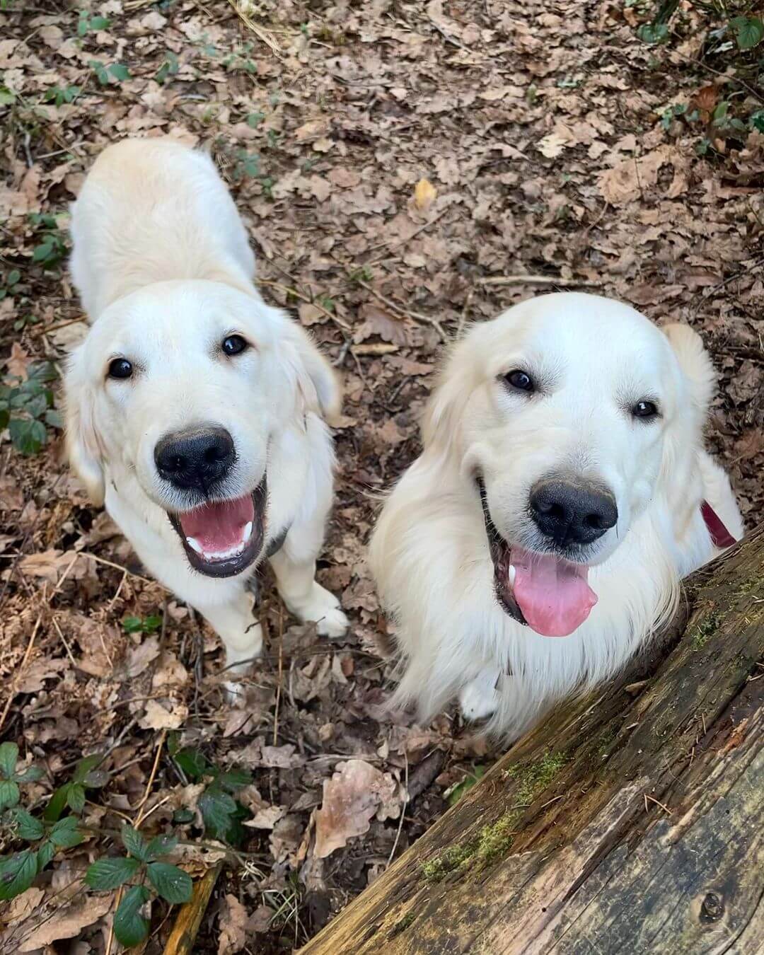 Top 15 Smartest Dog Breeds