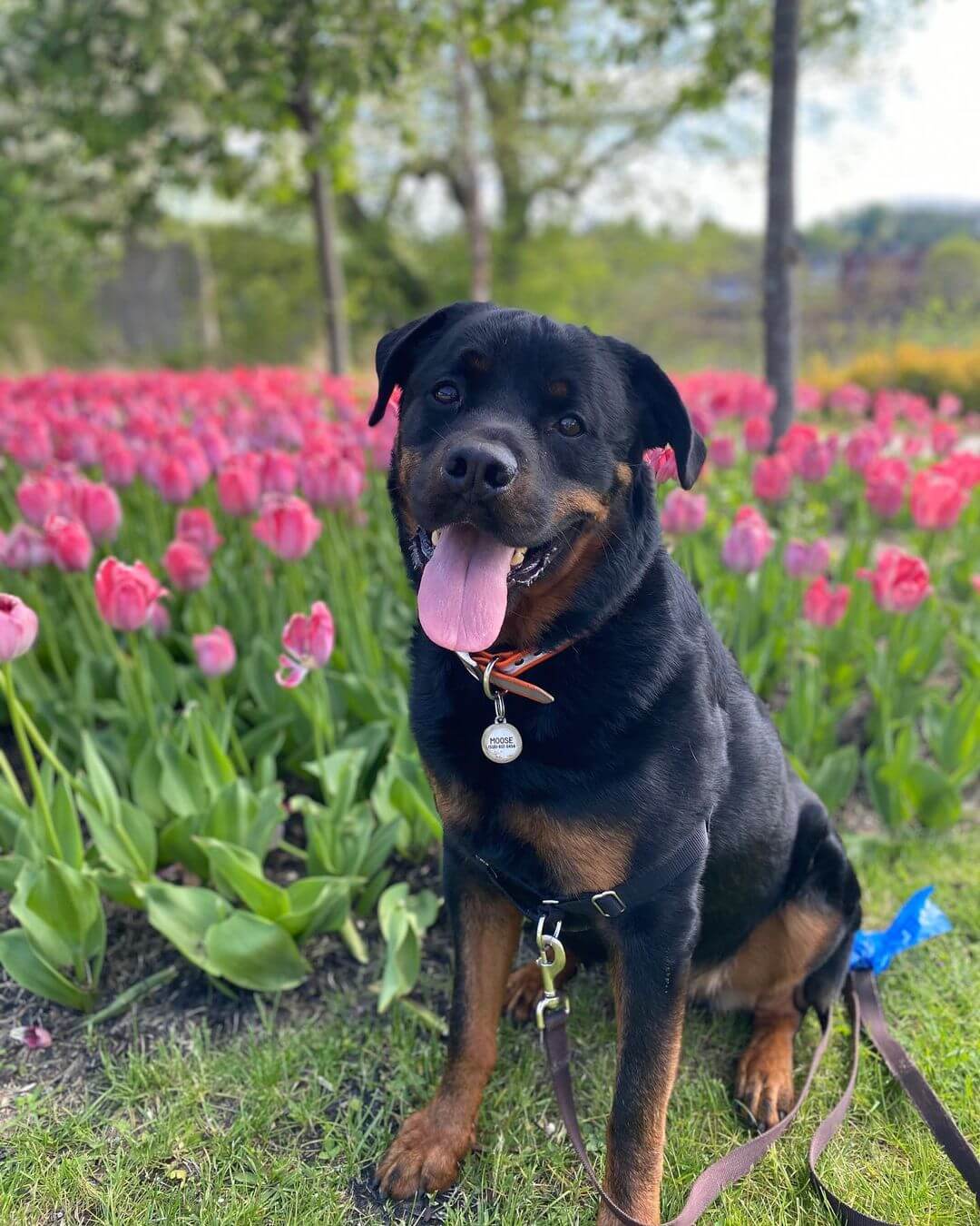 Top 15 Smartest Dog Breeds - ilovedogscute.com