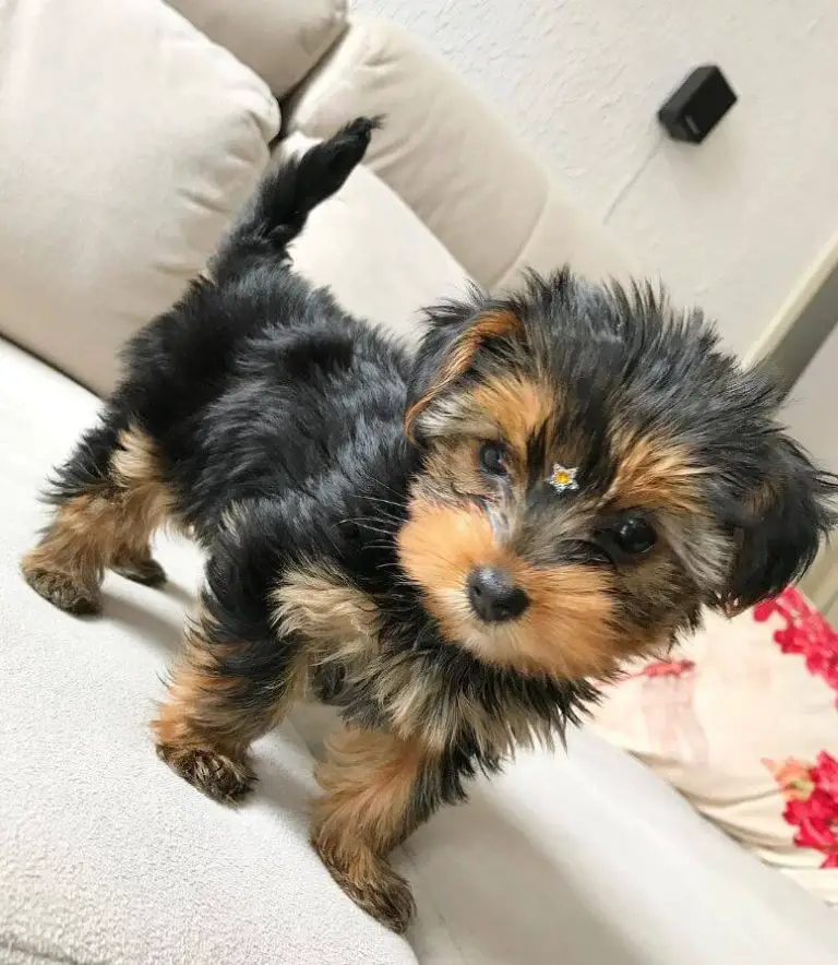 15 Adorable Photos Of Yorkshire Terrier Puppies That Will Make Everyone
