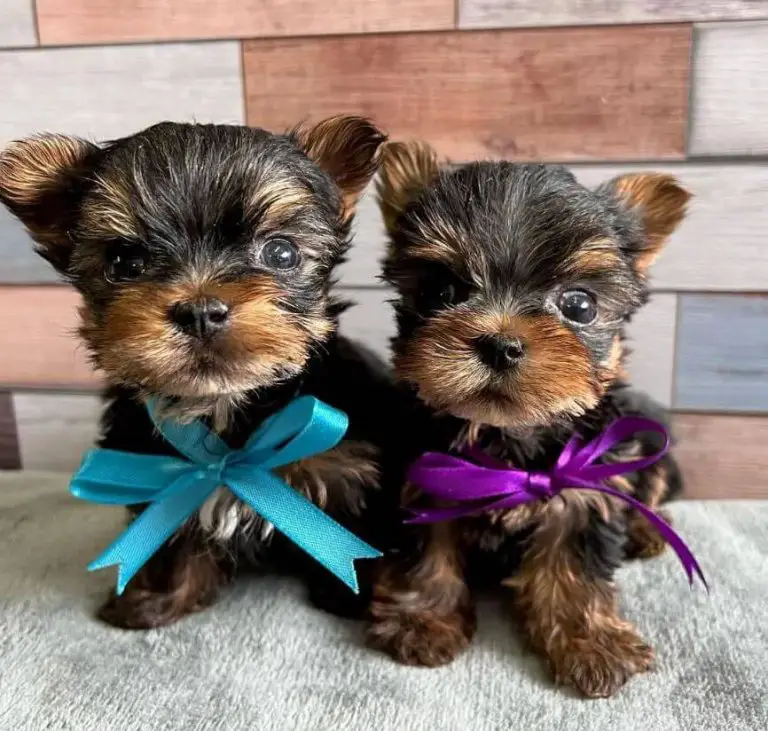 15 Adorable Photos Of Yorkshire Terrier Puppies That Will Make Everyone