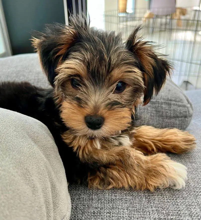 15 Adorable Photos Of Yorkshire Terrier Puppies That Will Make Everyone ...