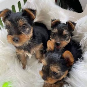 15 Adorable Photos Of Yorkshire Terrier Puppies That Will Make Everyone ...