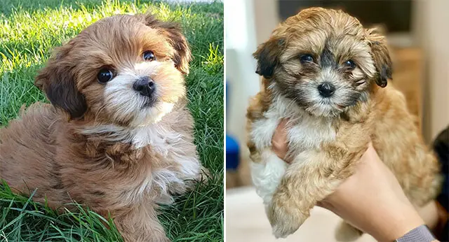 15 Adorable Photos Of Havanese Puppies With Enchanting Beauty ...