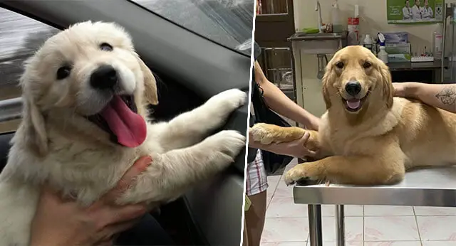 Awwdorable: golden retriever hilariously fails at dog show - ABC7 New York