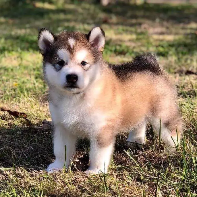 15 Photos Of Adorable Chubby Alaskan Malamute Puppies With Fluffy ...