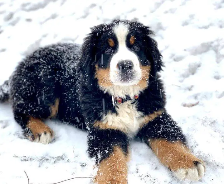 15 Adorable Photos Of Bernese Mountain Dog Puppies With Pure Beauty