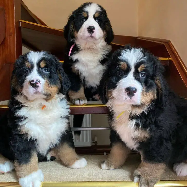 15 Adorable Photos Of Bernese Mountain Dog Puppies With Pure Beauty