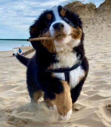 15 Adorable Photos Of Bernese Mountain Dog Puppies With Pure Beauty ...