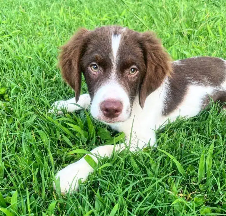 15 Photos Of Brittany Puppies That Make Everyone Fall In Love ...