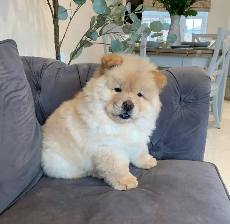 15 Adorable Photos Of Chow Chow Puppies That Make Everyone's Heart Melt 