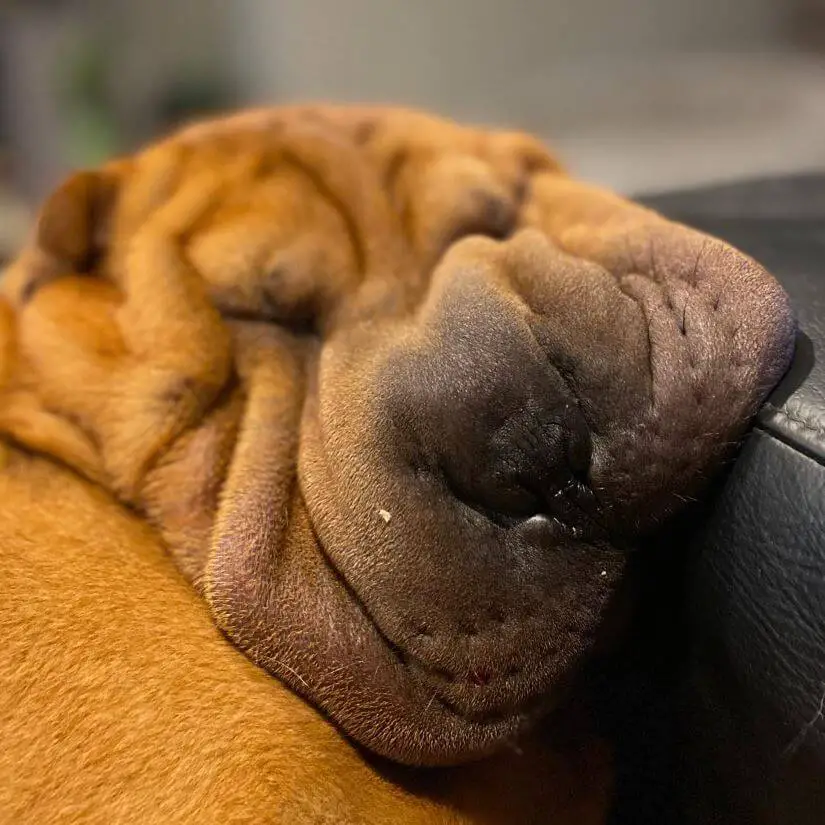 15 Hilarious Pictures Of Adorable Dogs In The Close Up Challenge ...