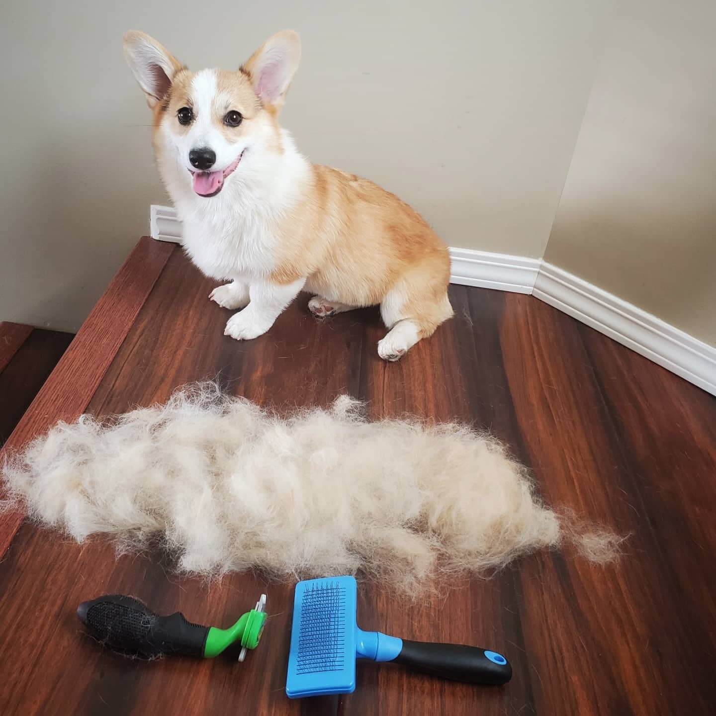 Top 15 Dog Breeds That Shed The Most