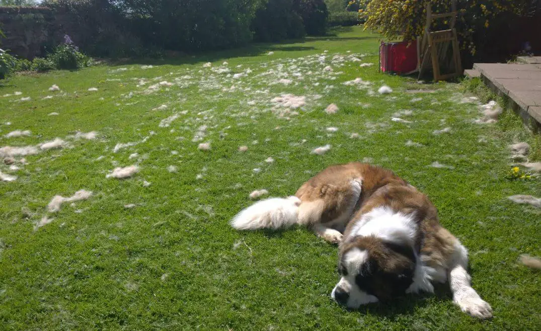 Top 15 Dog Breeds That Shed The Most