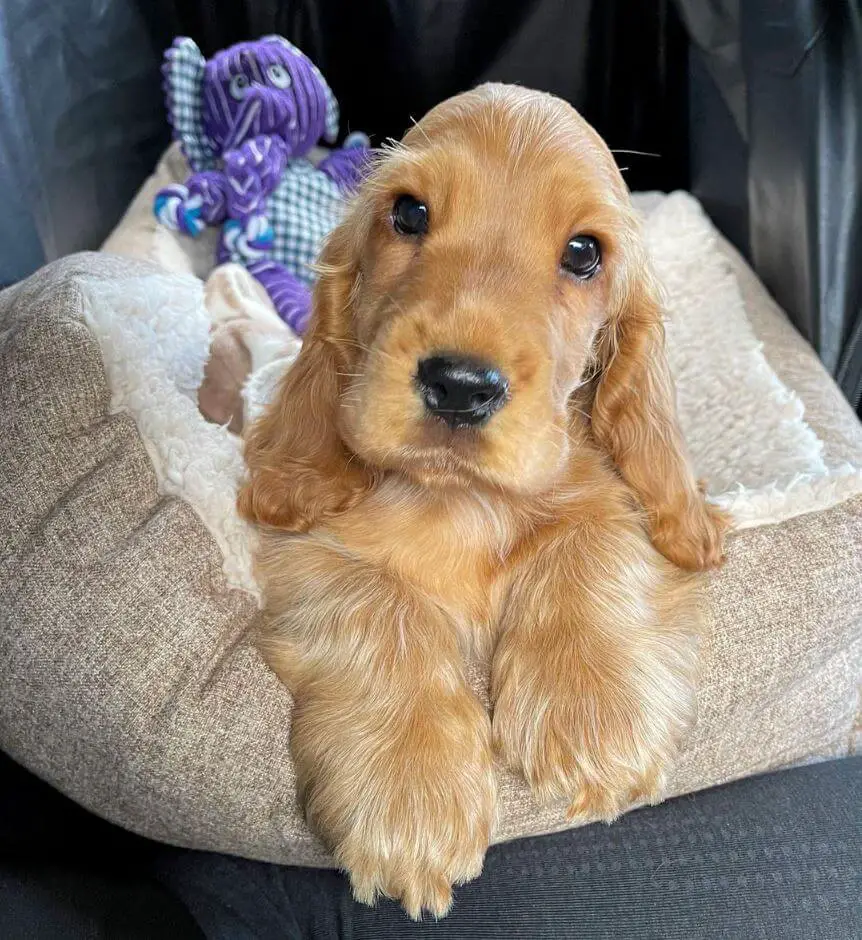 15 Adorable Photos Of English Cocker Spaniel Puppies With Pure Beauty 