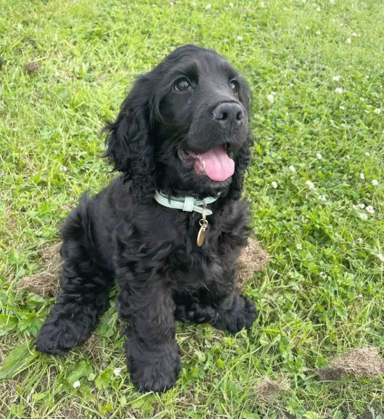 15 Adorable Photos Of English Cocker Spaniel Puppies With Pure Beauty