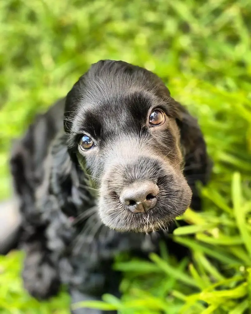 15 Adorable Photos Of English Cocker Spaniel Puppies With Pure Beauty 15 Adorable Photos Of English Cocker Spaniel Puppies With Pure Beauty