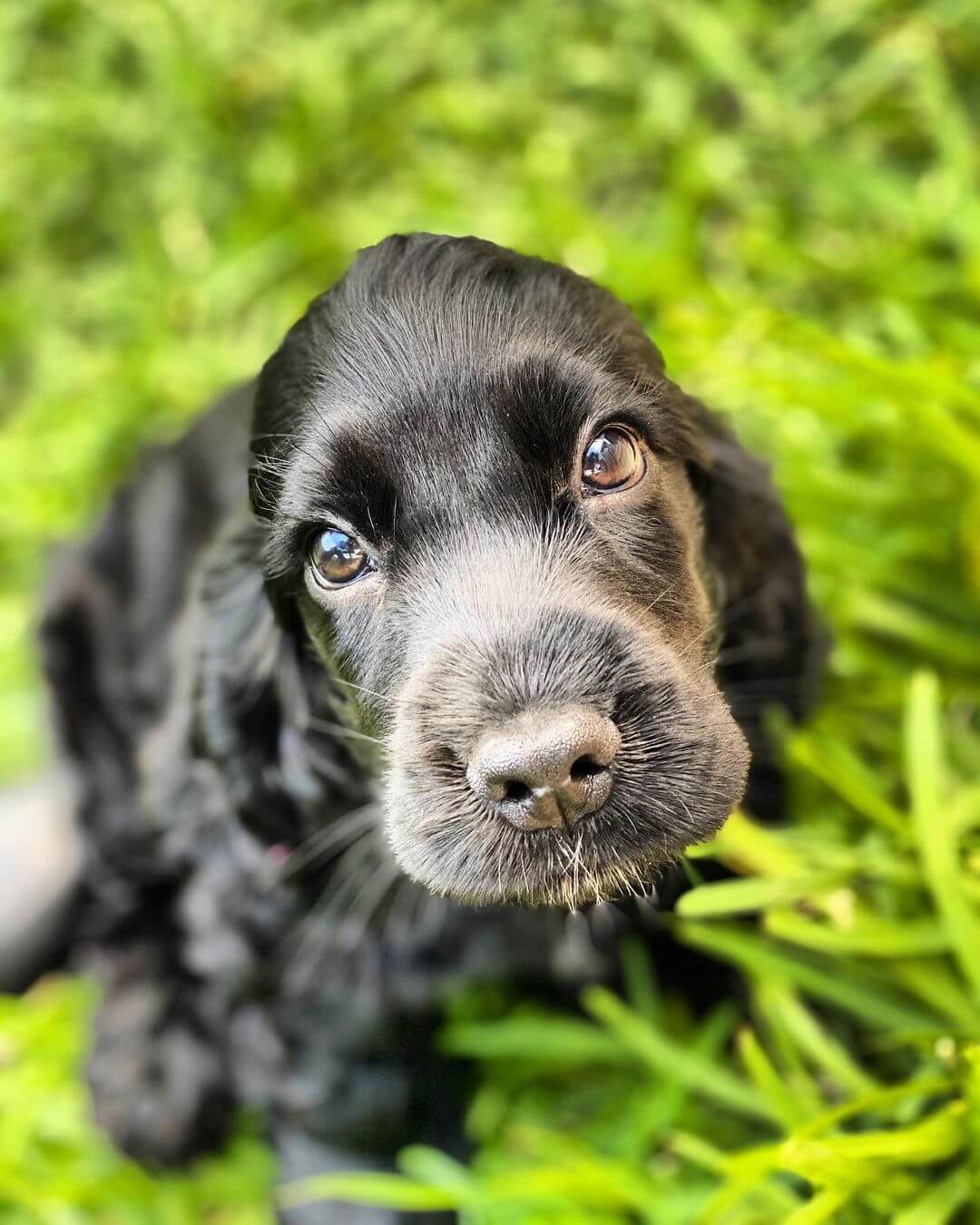 15 Adorable Photos Of English Cocker Spaniel Puppies With Pure Beauty 