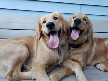 15 Adorable Photos Of Beautiful Golden Retrievers In The Model ...