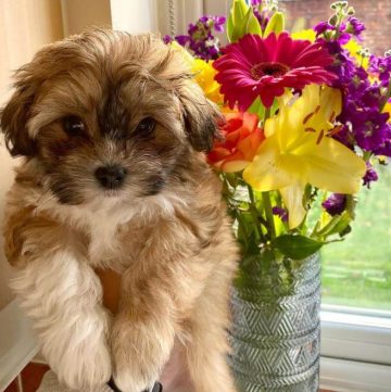 15 Adorable Photos Of Havanese Puppies With Enchanting Beauty ...