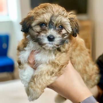 15 Adorable Photos Of Havanese Puppies With Enchanting Beauty ...