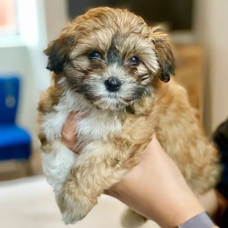 15 Adorable Photos Of Havanese Puppies With Enchanting Beauty