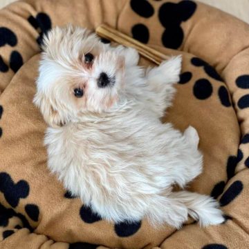 15 Adorable Photos Of Havanese Puppies With Enchanting Beauty   Havanese Puppies Yoshi Im A Male Havanese Teenager 14 360x361 