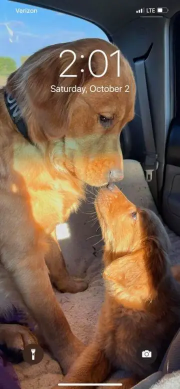 15 Pictures Of Adorable Golden Retrievers In The Lock Screen Challenge ...