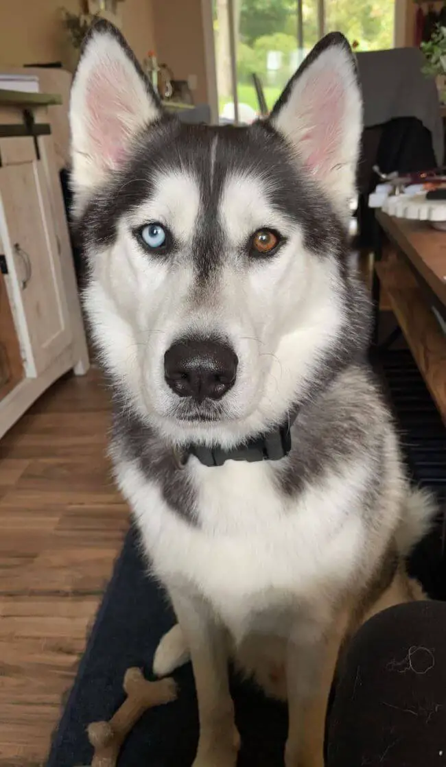 15 Adorable Pictures Of Huskies In The Pretty Eyes Challenge