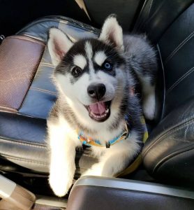 15 Adorable Pictures Of Huskies In The Pretty Eyes Challenge 