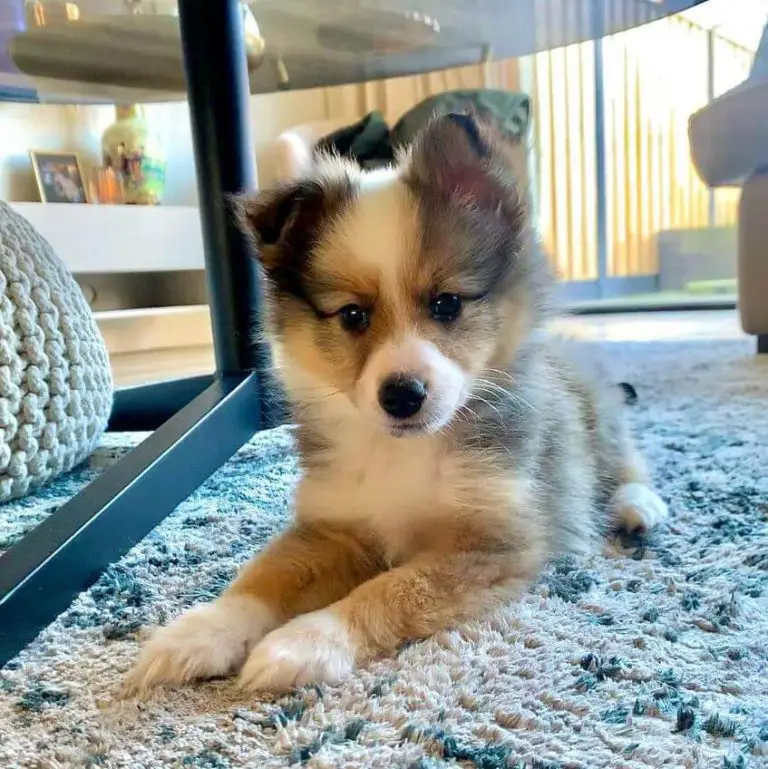 15 Adorable Photos Of Shetland Sheepdog Puppies With Sweet Beauty ...