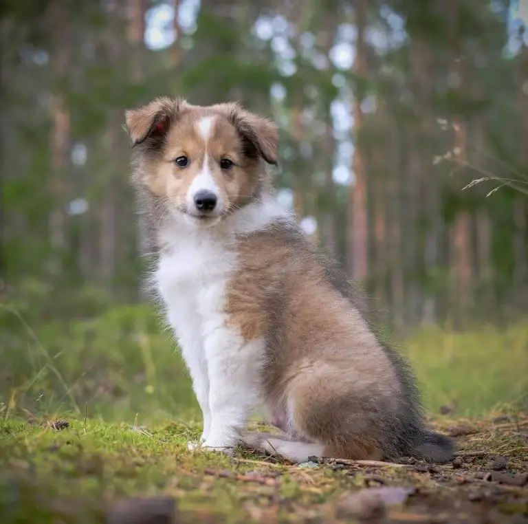 15 Adorable Photos Of Shetland Sheepdog Puppies With Sweet Beauty
